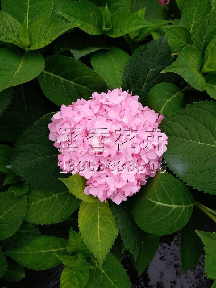 small4_15504589841478559.jpg